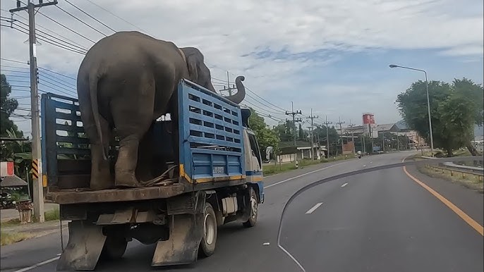 التلة / 2-2-2025 / ارجنت : سعيد ماجد سالم الكتبي / حول / ش 12 - YouTube