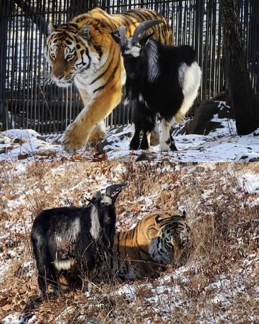 Predator and Prey: The Unlikely Friendship of Amur and Timur
