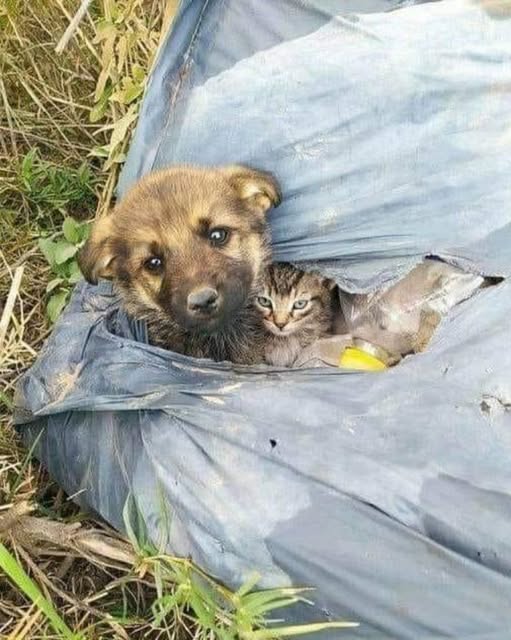 Thrown Away, But Not Broken: A Puppy and Kitten’s Unbreakable Bond