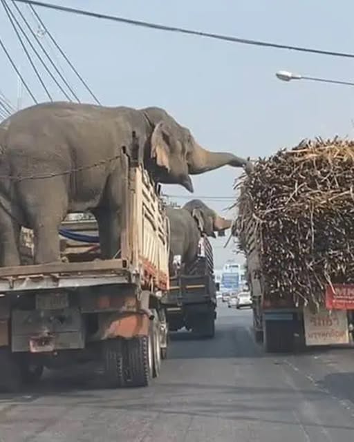 The Day Two Elephants Couldn’t Resist a Sweet Temptation