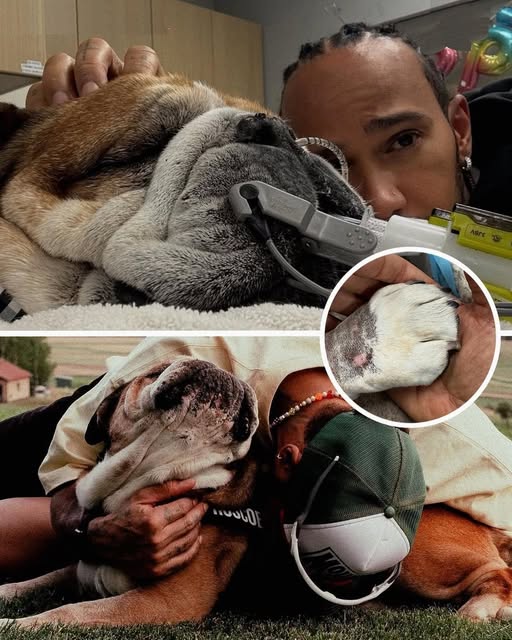 Lewis Hamilton, Seven-Time F1 Champion, Mourns the Loss of Beloved Dog Roscoe