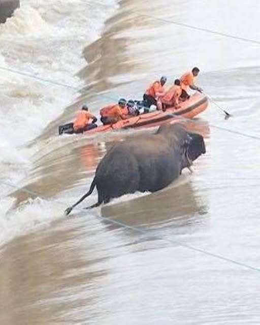 Elephant Rescue Turns Tragic — Brave Journalist and Rescuer Lose Lives