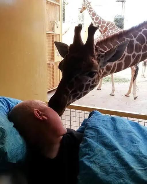 A Giraffe’s Last Goodbye — A Terminally Ill Man Returns to the Animals He Loved