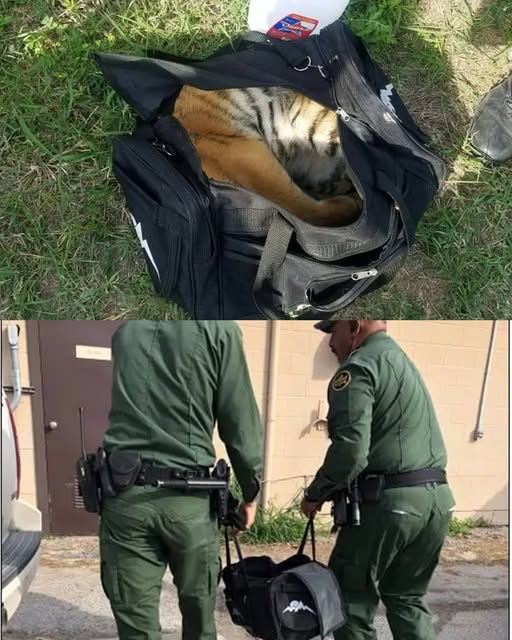 The Tiger in the Bag — A Border Rescue That Shocked Everyone