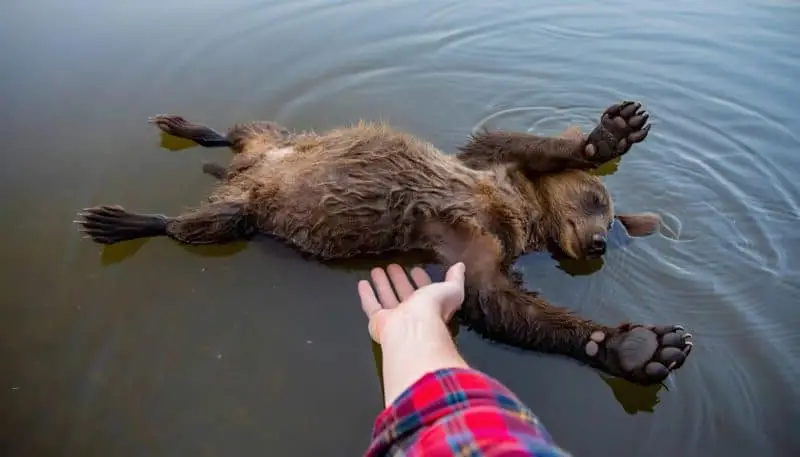 I Pulled a Bear Cub from the River — Then I Heard a Sound That Froze My Blood