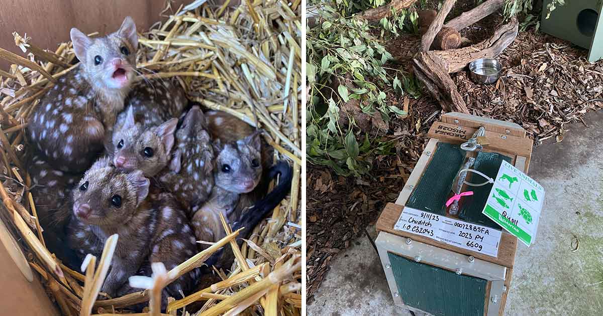 Rare Marsupial Species Shows Signs of Recovery After Newborns Discovered in Australian Wildlife Sanctuary