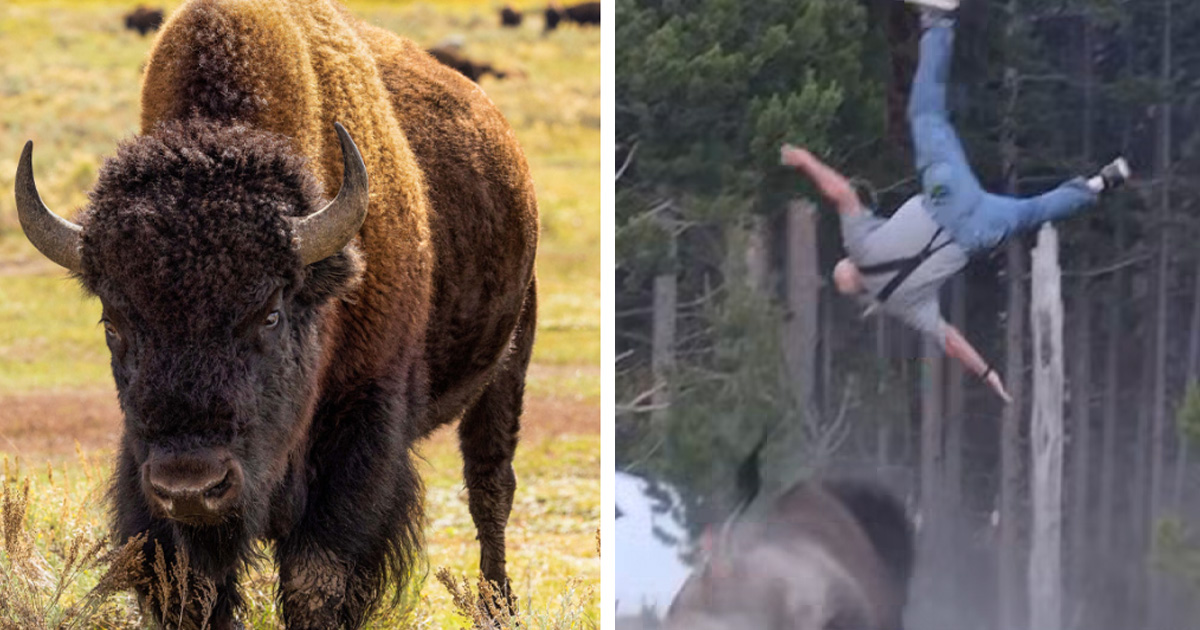 Yellowstone Officials Decide Against Action After Bison Attack Injures Grandfather