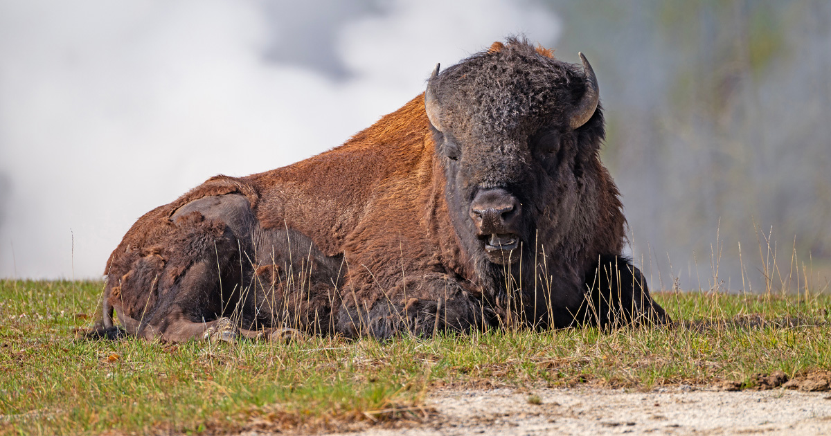 Bison Attack at Yellowstone Leaves Tourist Hospitalized After Being Tossed into the Air