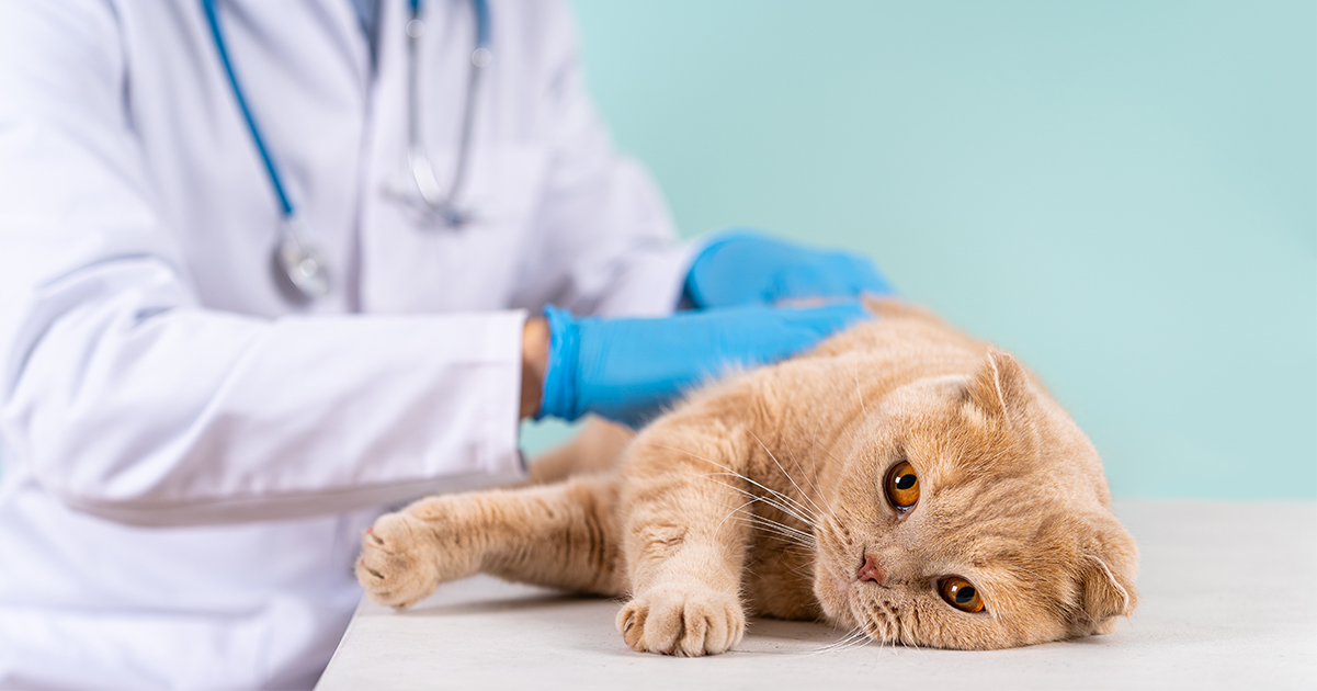 11 Signs Your Cat May Be Approaching the End of Life