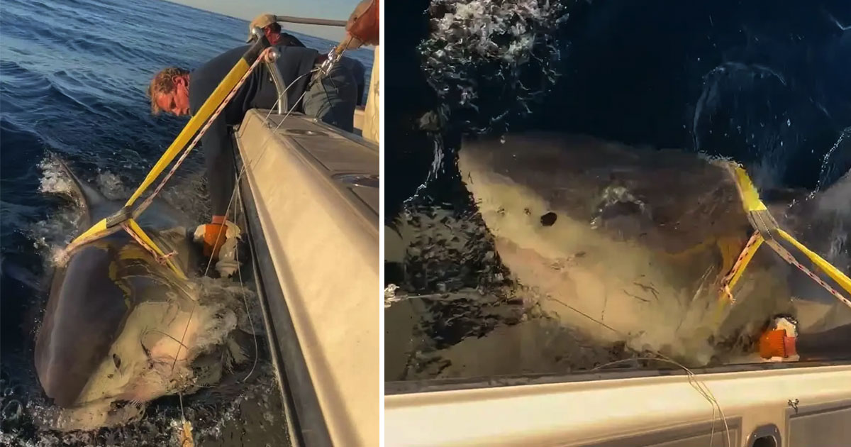 Massive Atlantic Great White Shark Resurfaces, Likely Heading Toward Popular Summer Destination
