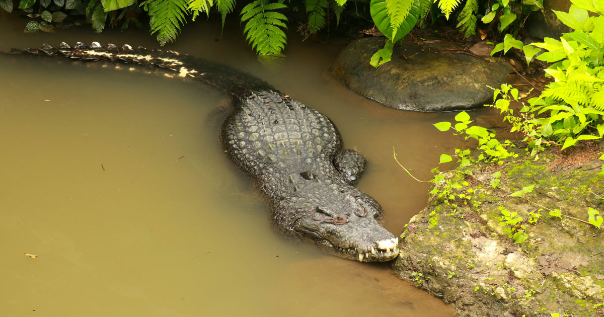 Family of Toddler Attacked by Crocodile Shares New Details on His Recovery