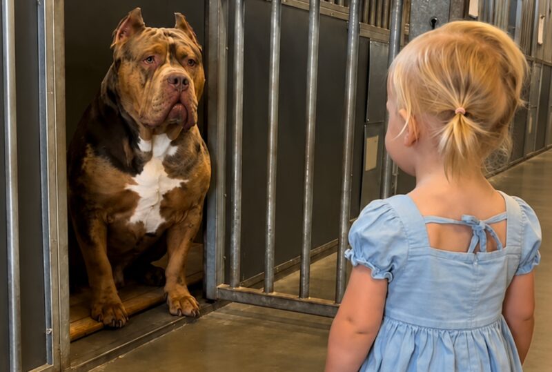 Shelter’s Most Feared Dog Melts Hearts When Toddler Approaches His Kennel