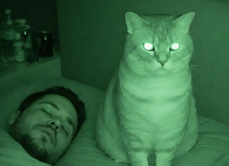 Cat's Nighttime Vigil Over Sleeping Couple Had an Unexpected Explanation