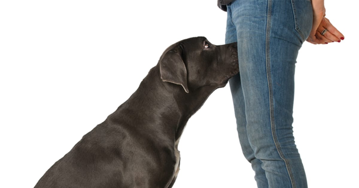 Why Dogs Sniff Your Private Areas and How to Handle It Gracefully